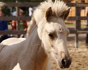 Lysir von Heidmoor b